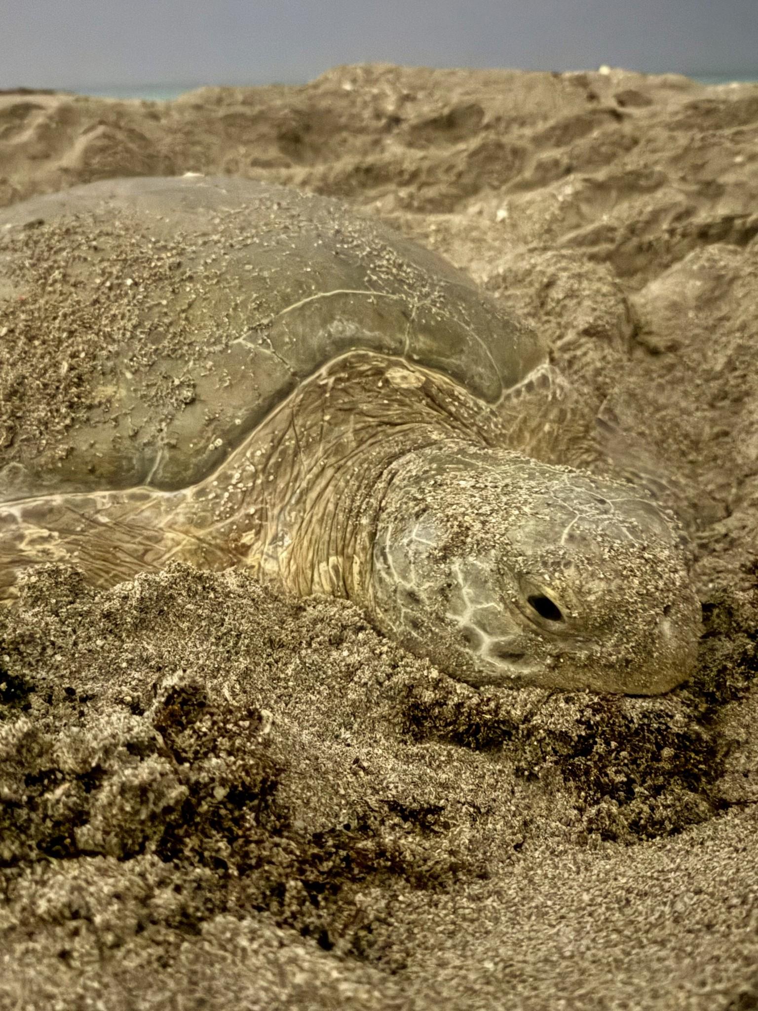 Yoshi